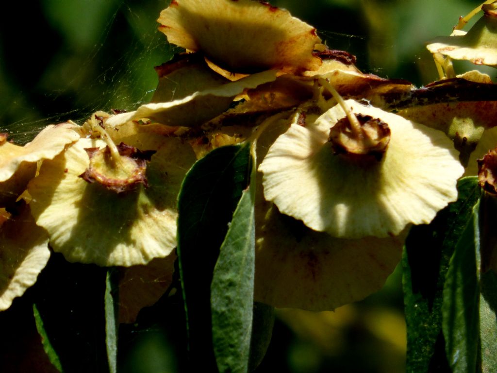 Paliurus spina-christi  (Rhamnaceae)
